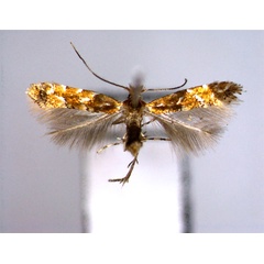 /filer/webapps/moths_gc/media/images/O/oreas_Phyllonorycter_A_2_EIHU.jpg