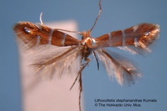 Phyllonorycter stephanandrae