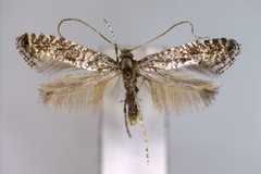 Parornix minor