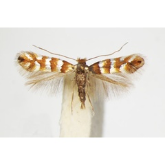 /filer/webapps/moths_gc/media/images/K/klemannella_Phyllonorycter_A_ZSM_4.jpg