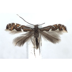 /filer/webapps/moths_gc/media/images/S/strigulatella_Phyllonorycter_A_WJDP.jpg