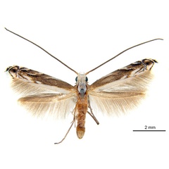 /filer/webapps/moths_gc/media/images/B/breyniphaga_Epicephala_PT2_ANIC.jpg