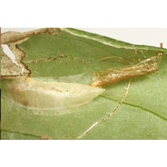 /filer/webapps/moths_gc/media/images/C/canadensisella_Caloptilia_pupa_Eiseman_2025_1804.jpg