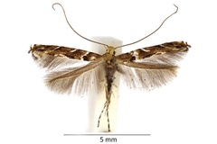 Acrocercops brongniardella