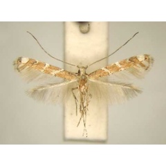 /filer/webapps/moths_gc/media/images/C/combreticola_Acrocercops_PT_TMSA6162.jpg