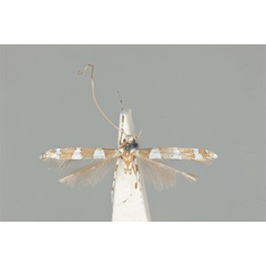 /filer/webapps/moths_gc/media/images/S/symphyletes_Acrocercops_ST_ANIC31-010808_dorsal.jpg