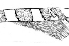 Telamoptilia cordati