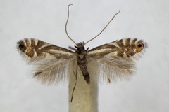 /filer/webapps/moths_gc/media/images/R/rajella_alniella_Phyllonorycter_A_ZSM_2.jpg
