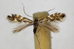 Phyllonorycter alpina