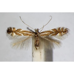 /filer/webapps/moths_gc/media/images/C/coryli_Phyllonorycter_A_ZSM_2.jpg