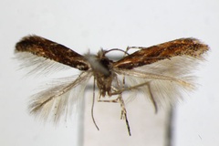Phyllonorycter uchidai