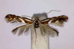 Phyllonorycter cydoniella