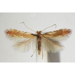 /filer/webapps/moths_gc/media/images/Q/quercifoliella_Phyllonorycter_A_ZSM_2.jpg