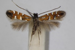 /filer/webapps/moths_gc/media/images/L/lautella_Phyllonorycter_A_ZSM_4.jpg