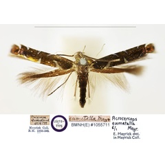 /filer/webapps/moths_gc/media/images/E/eumetalla_Polysoma_LT_BMNH_1055711.jpg