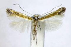 Cameraria wislizeniella