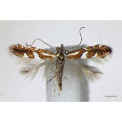 /filer/webapps/moths_gc/media/images/M/mespilella_Phyllonorycter_A_BMNH_2.jpg