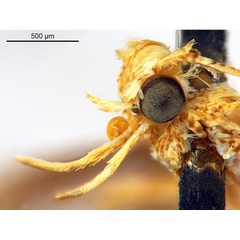 /filer/webapps/moths_gc/media/images/P/panconita_Murwillumba_PT_A13_head2_De-Prins-et-al_2025_299.jpg