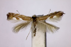 Phyllonorycter caudiferella