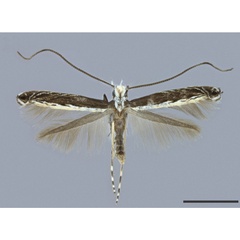 /filer/webapps/moths_gc/media/images/S/serrigera_galapogosensis_Acrocercops_HT_MHNG.jpg