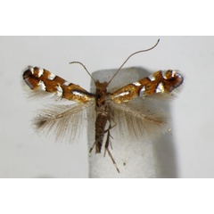 /filer/webapps/moths_gc/media/images/S/sublautella_Phyllonorycter_A_ZSM.jpg