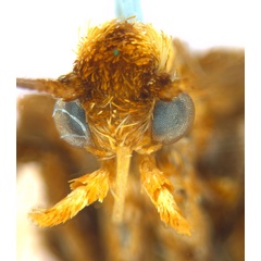 /filer/webapps/moths_gc/media/images/M/myopora_Kallia_PT_A69_head1_ANIC.jpg