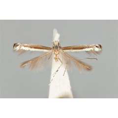/filer/webapps/moths_gc/media/images/F/fluorescens_nereis_Acrocercops_ST_ANIC31-087239_dorsal.jpg