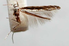 Conopobathra gravissima