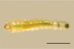 Phyllonorycter ivani