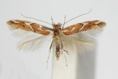 Phyllonorycter brunnea