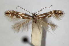 Phyllonorycter sorbi