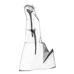 /filer/webapps/moths_gc/media/images/E/encaeria_Phyllonorycter_GF_DePrins.jpg
