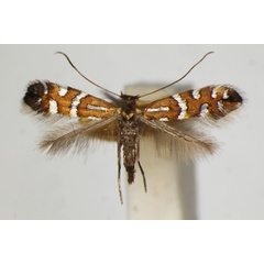 /filer/webapps/moths_gc/media/images/N/nigrescentella_Phyllonorycter_A_ZSM_3.jpg