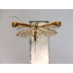 /filer/webapps/moths_gc/media/images/H/heptadeta_Deoptilia_A_EIHU.jpg