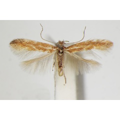 /filer/webapps/moths_gc/media/images/S/staintonella_Phyllonorycter_A_ZSM_4.jpg
