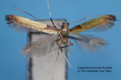 Caloptilia acericola