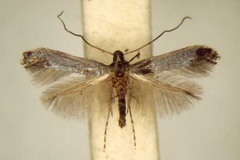 Corythoxestis cyanolampra