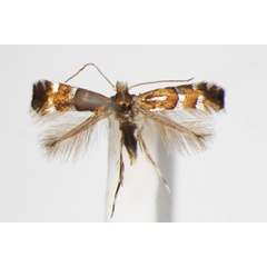 /filer/webapps/moths_gc/media/images/V/viciae_Phyllonorycter_A_ZSM.jpg