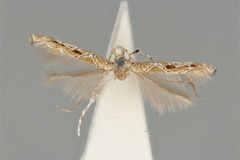 Acrocercops clisiophora