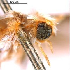 /filer/webapps/moths_gc/media/images/X/xerocarpa_Epicephala_PTM_head2_ANIC.jpg