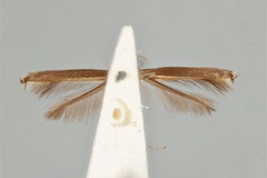 Acrocercops fluorescens