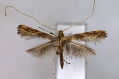 Acrocercops unistriata