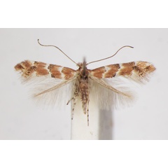 /filer/webapps/moths_gc/media/images/C/cephalariae_Phyllonorycter_A_ZSM_2.jpg