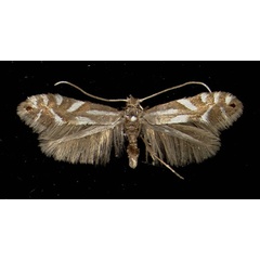 /filer/webapps/moths_gc/media/images/A/alpina_Phyllonorycter_A_Umhausen19021950_MHNG.jpg