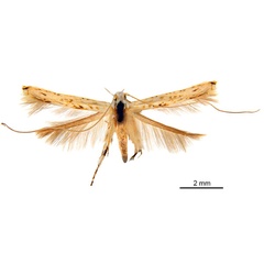 /filer/webapps/moths_gc/media/images/H/habrophanes_Cuphodes_LT_ANIC.jpg
