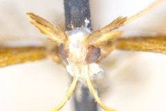 Monocercops actinosema