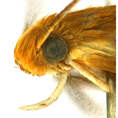 /filer/webapps/moths_gc/media/images/G/gunniella_Neurostrota_A10_head2_ANIC.jpg