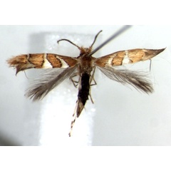 /filer/webapps/moths_gc/media/images/R/ruizivorus_Phyllonorycter_P.jpg