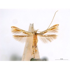 /filer/webapps/moths_gc/media/images/M/maculosa_Cuphodes_M_NULT022852_ANIC.jpg