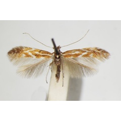 /filer/webapps/moths_gc/media/images/T/triflorella_Phyllonorycter_A_ZSM_2.jpg